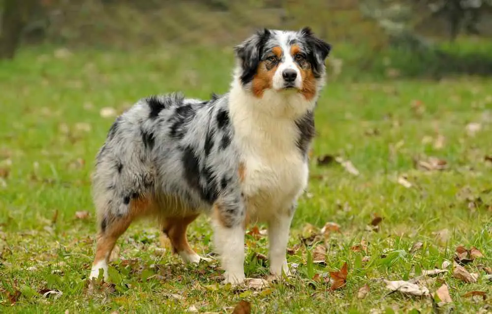 Dog Breeds Similar to the Bearded Collie