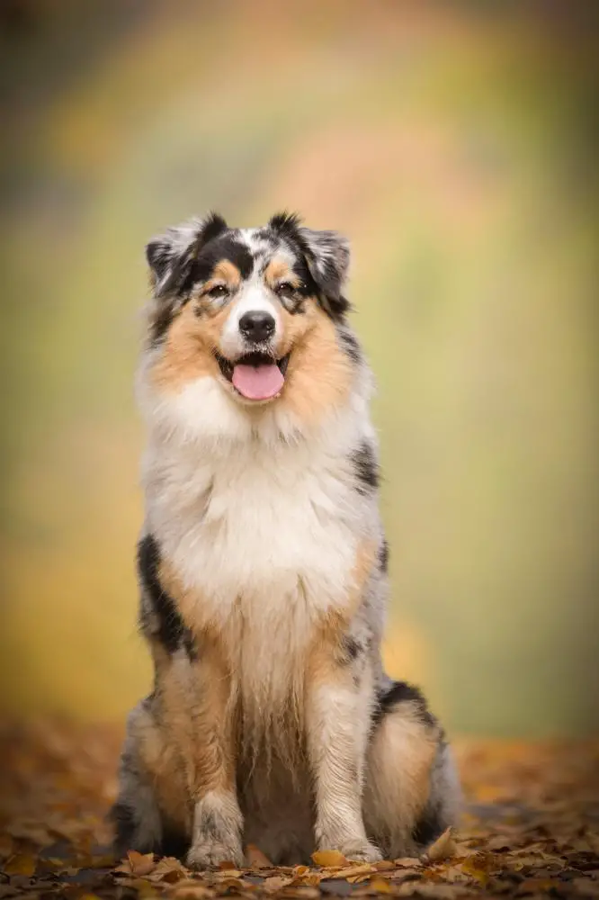 Australian Shepherd