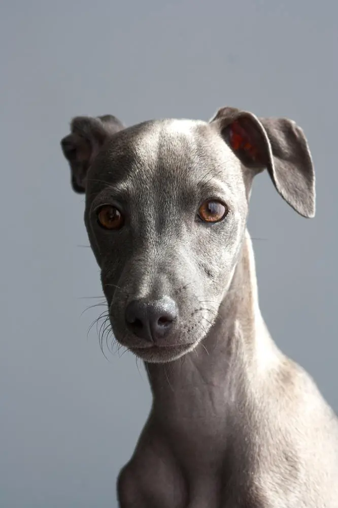 How Many Puppies Do Italian Greyhounds Have? Calculator for Predicting ...