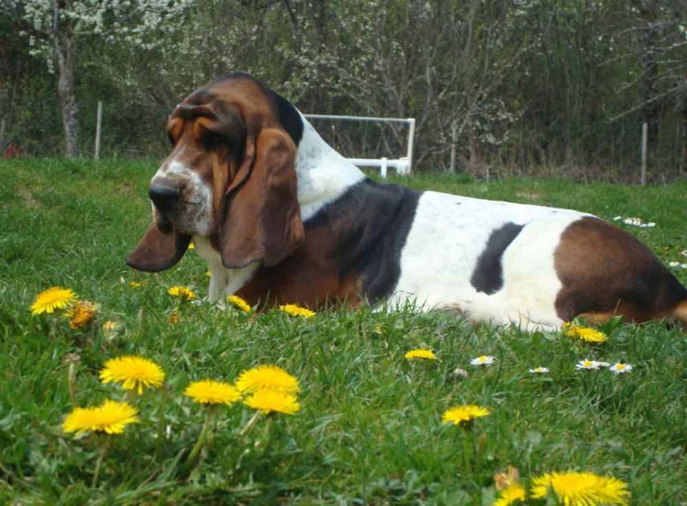 How to Travel with Basset Hound on an Airplane (Travel Crate Size