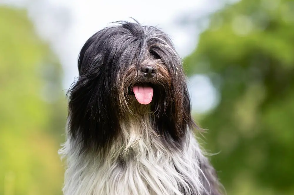 Bearded Collie