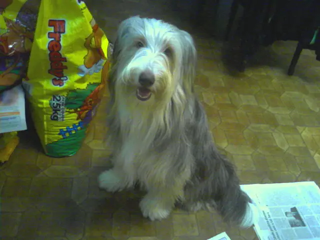 Bearded Collie