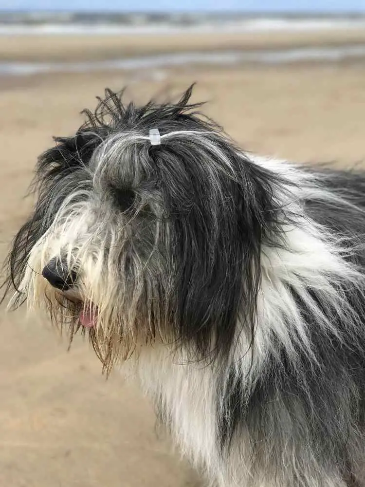 Bearded Collie