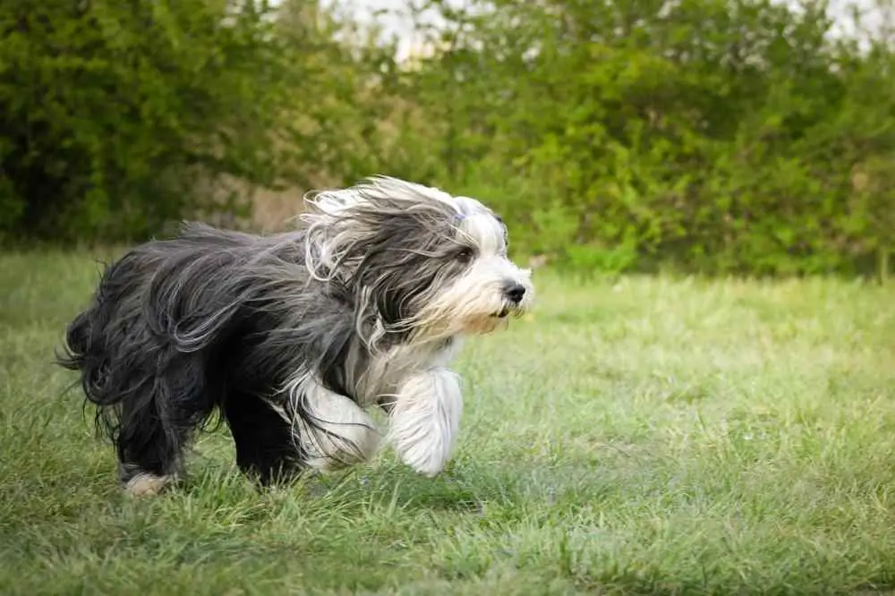 Bearded Collie