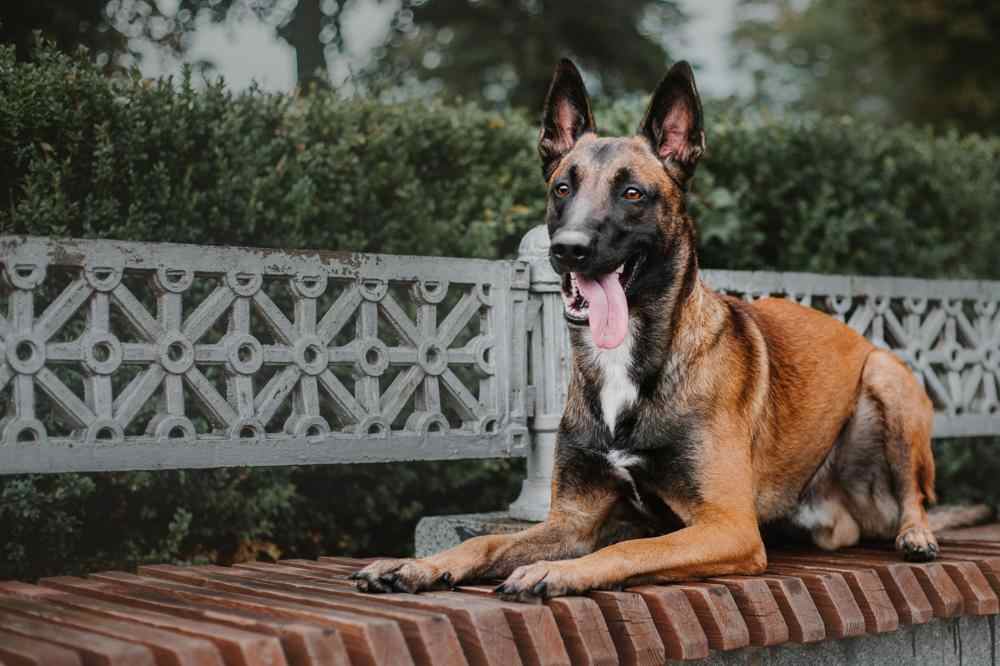 How to Travel with Belgian Malinois on an Airplane (Travel Crate Size