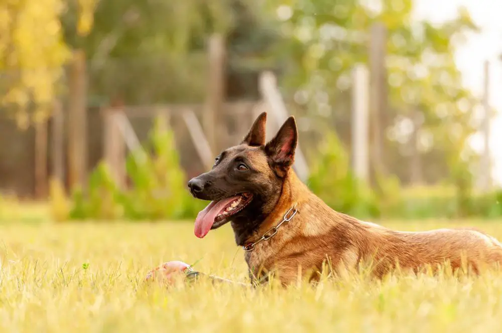 Belgian Malinois