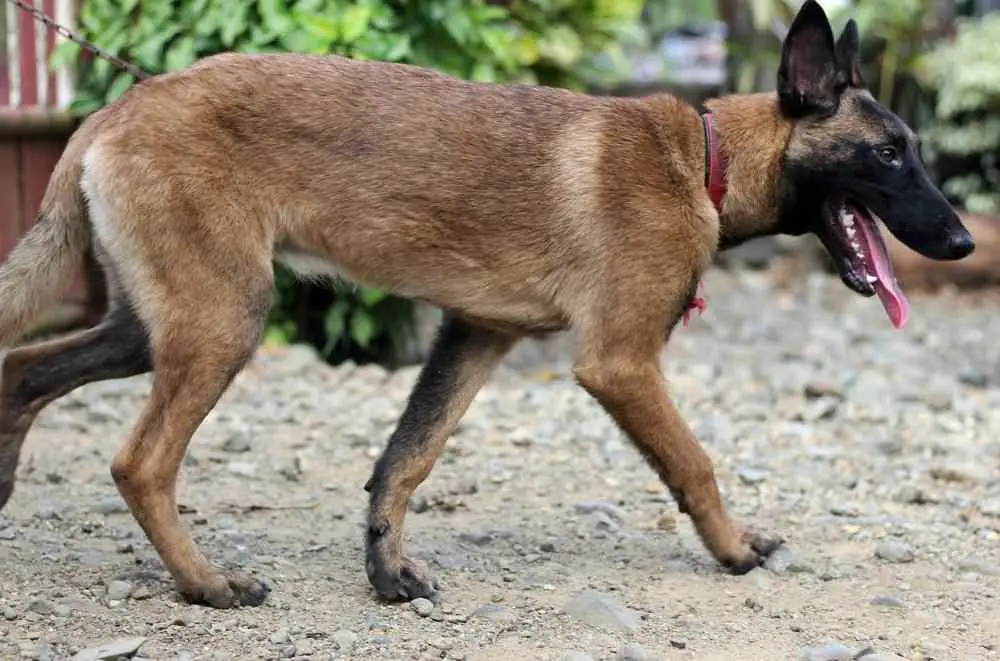 Belgian Malinois