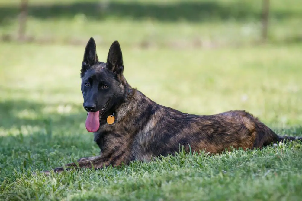 Belgian Sheepdog