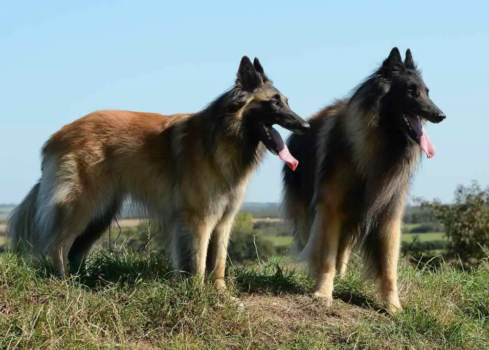 Belgian Tervuren