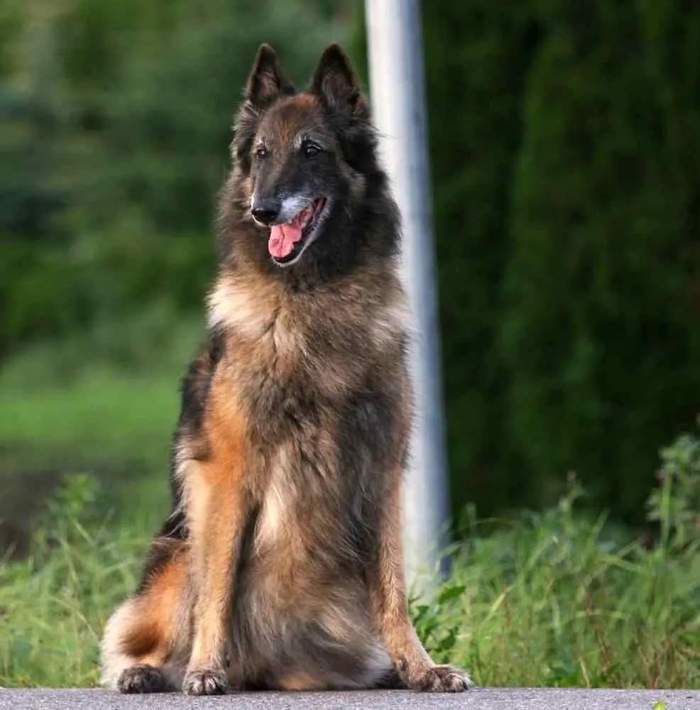 Belgian Tervuren