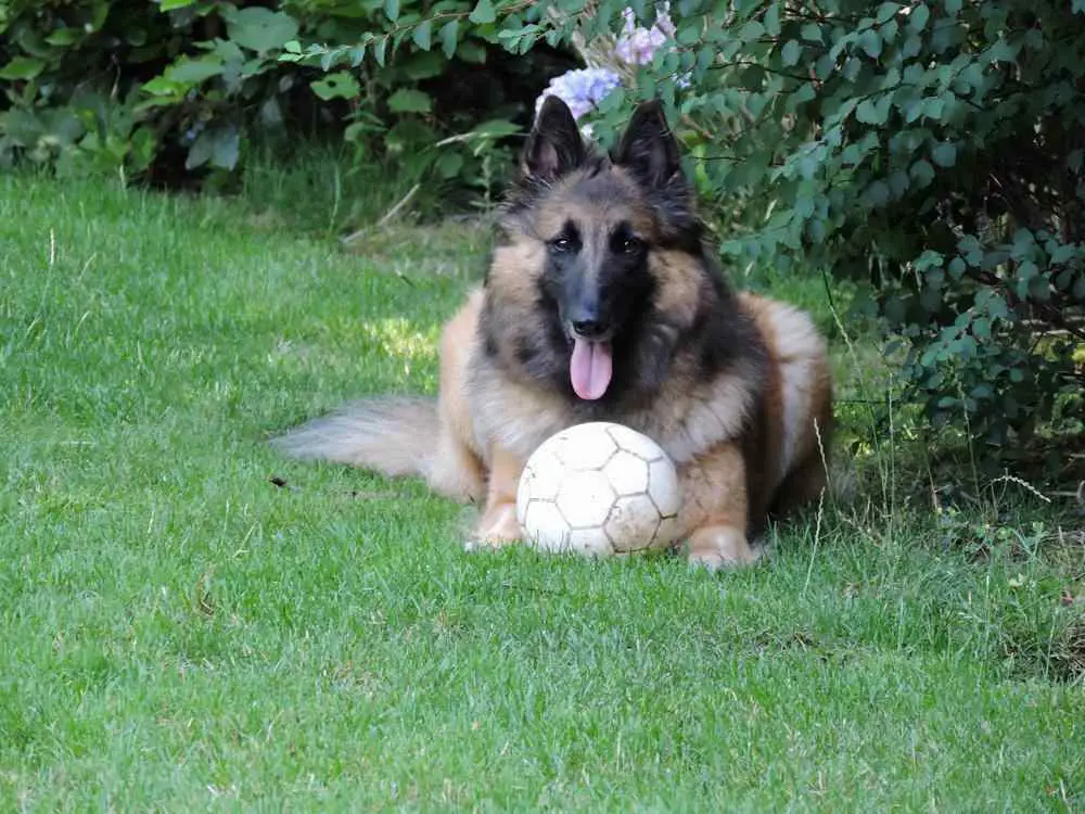 Belgian Tervuren