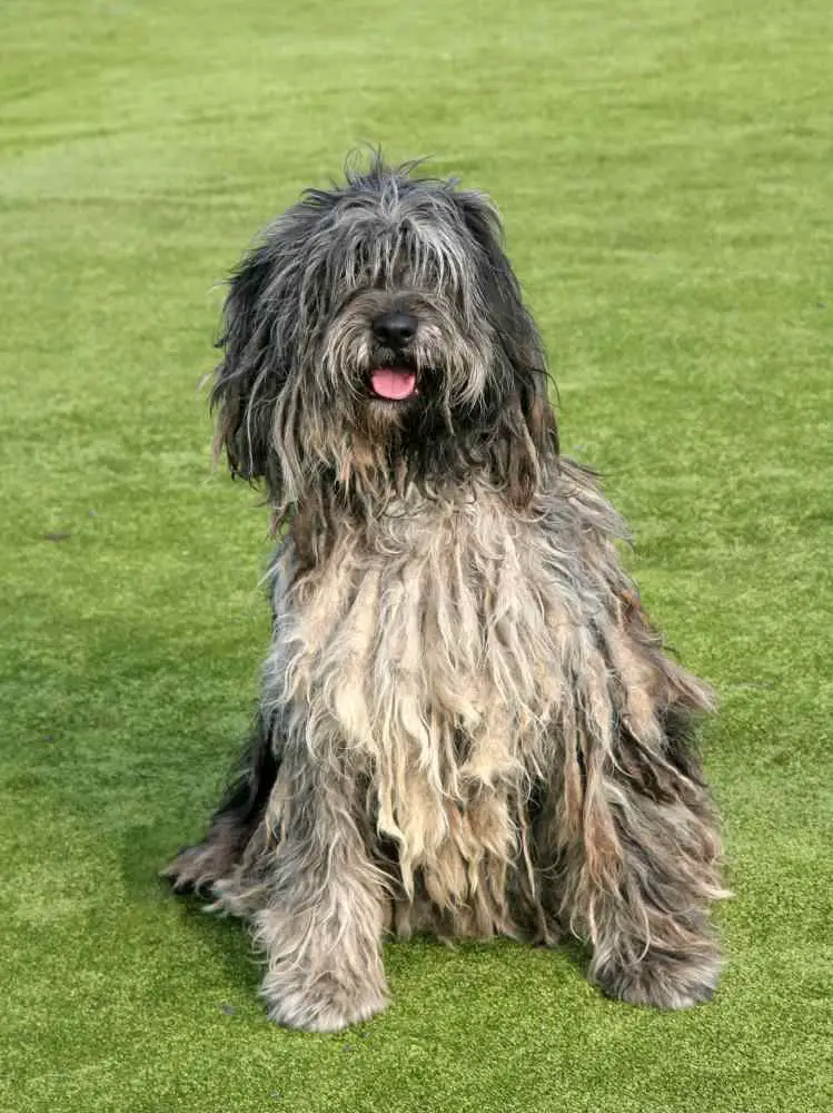 Bergamasco Sheepdog