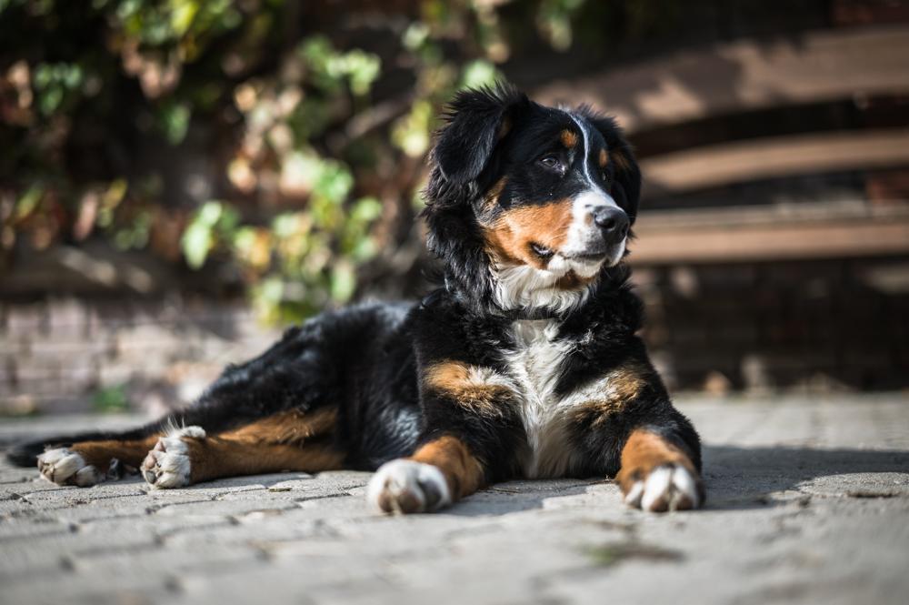 How Many Puppies Do Bernese Mountain Dogs Have Calculator For How Many Puppies Do Bernese Mountain Dogs Have Calculator For