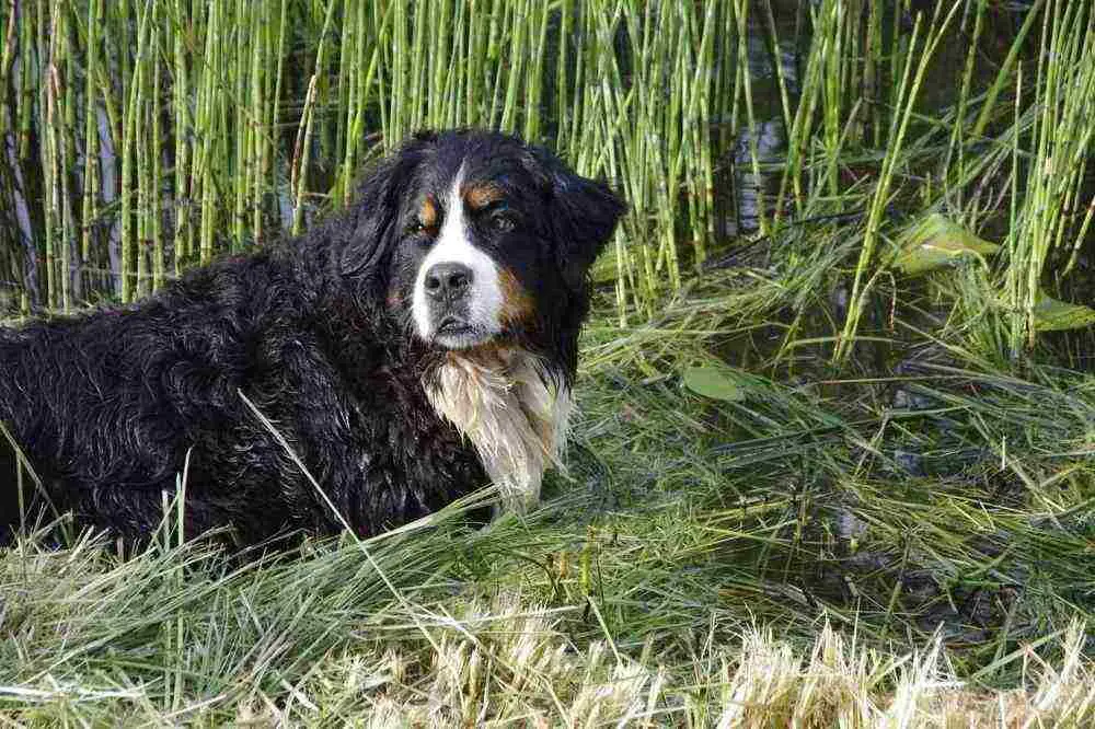 Bernese Water Dog