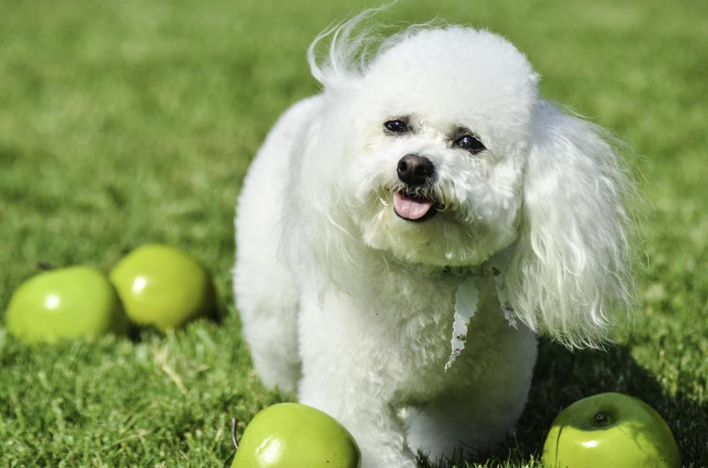 How Many Puppies Do Bichon Frises Have Calculator For Predicting How Many Puppies Do Bichon Frises Have Calculator For Predicting