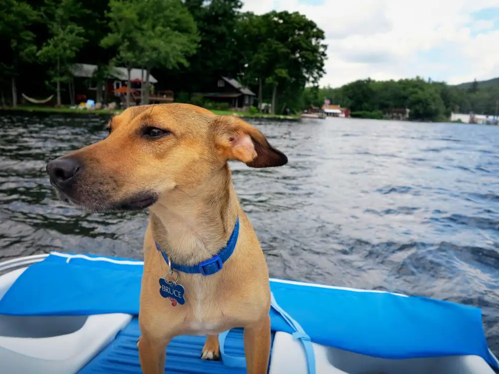 Black Mouth Cur