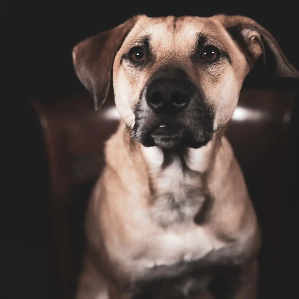 Black Mouth Cur