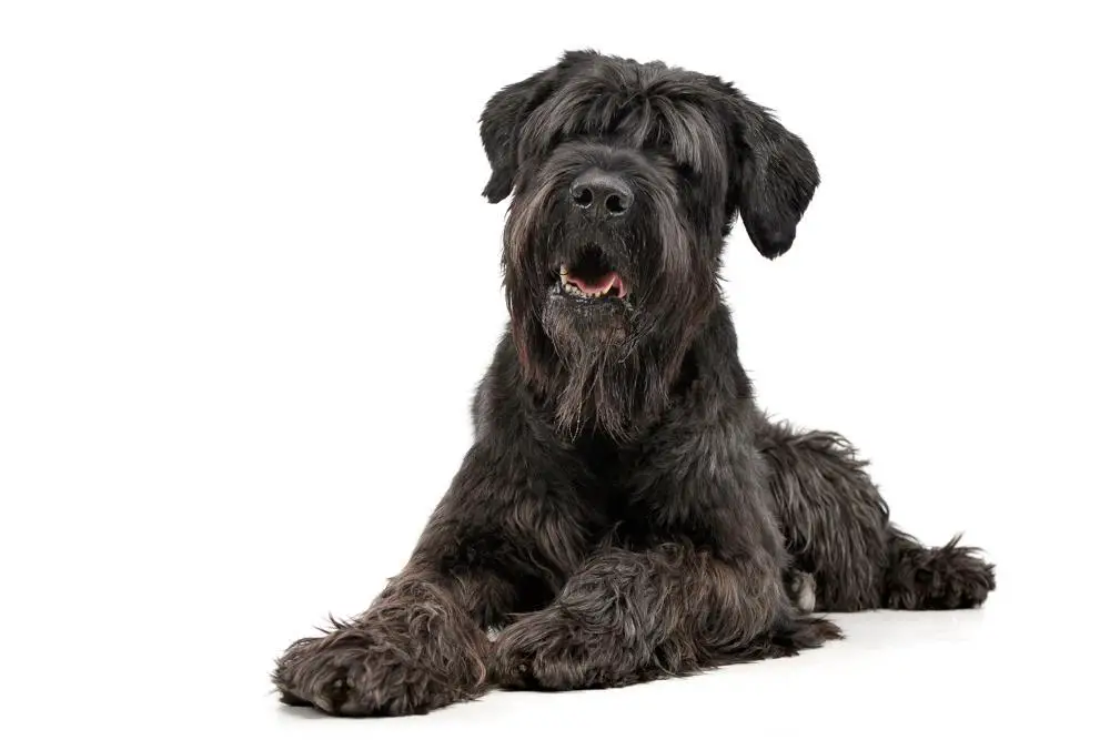 Black Russian Terrier