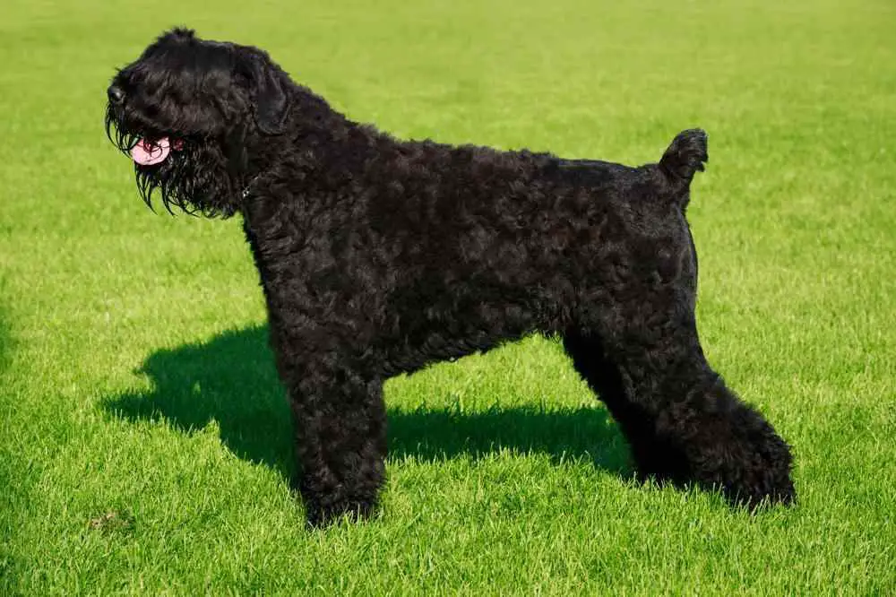 Black Russian Terrier