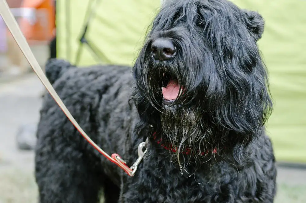 Black Russian Terrier