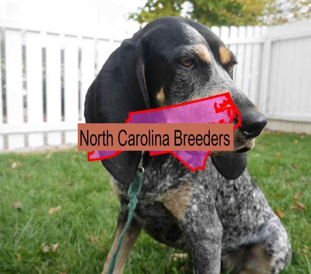 Top Bluetick Coonhound Puppy Breeders in 2023