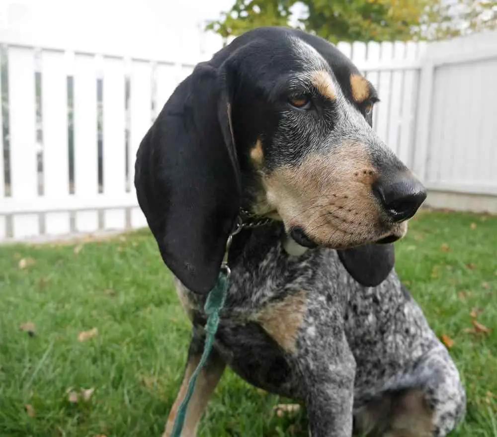 Bluetick Coonhound