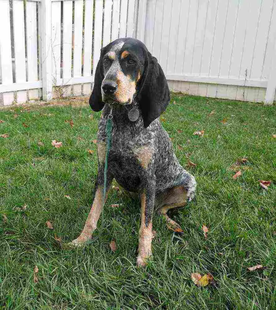 Bluetick Coonhound