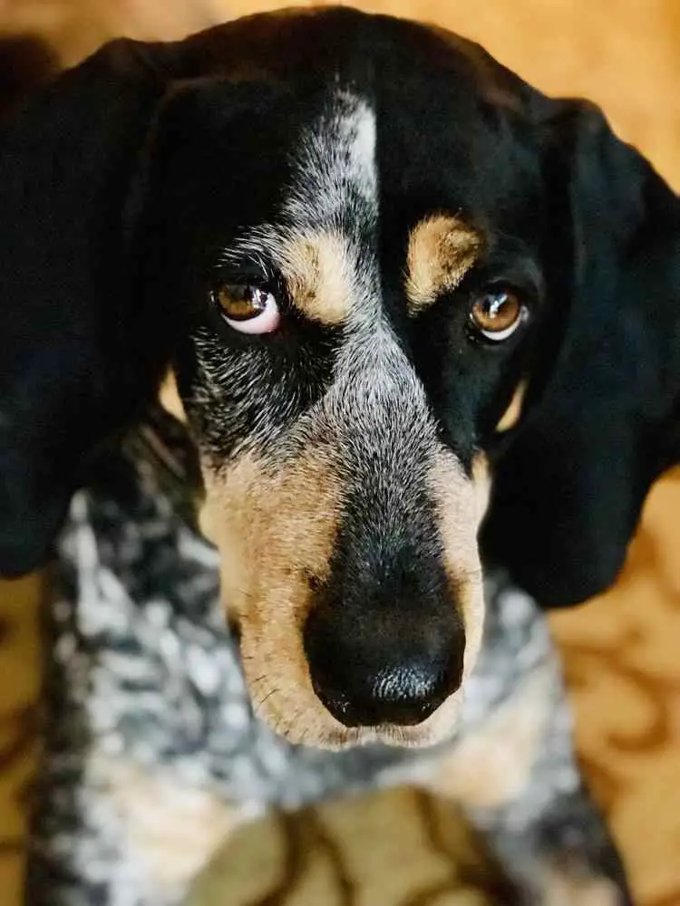 Bluetick Coonhound