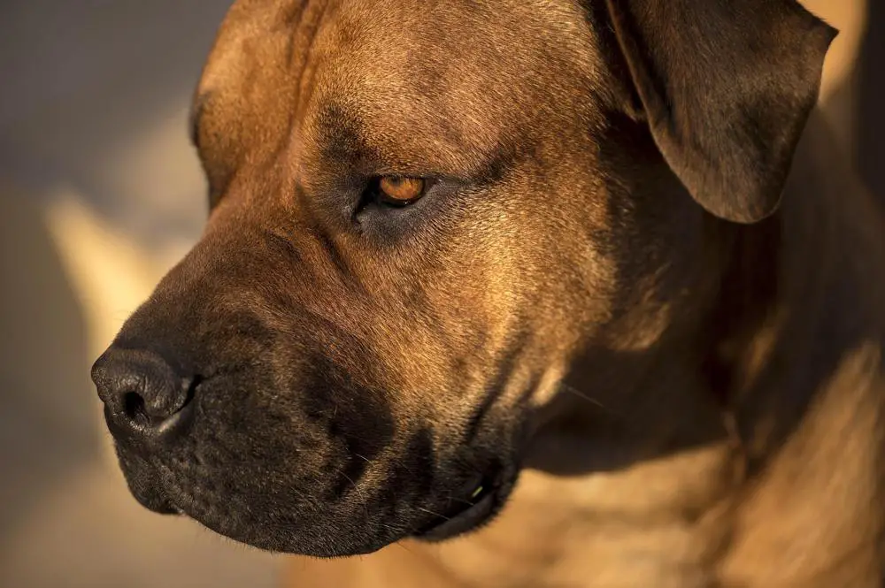 Boerboel