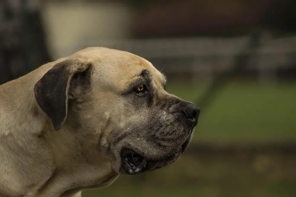 Boerboel