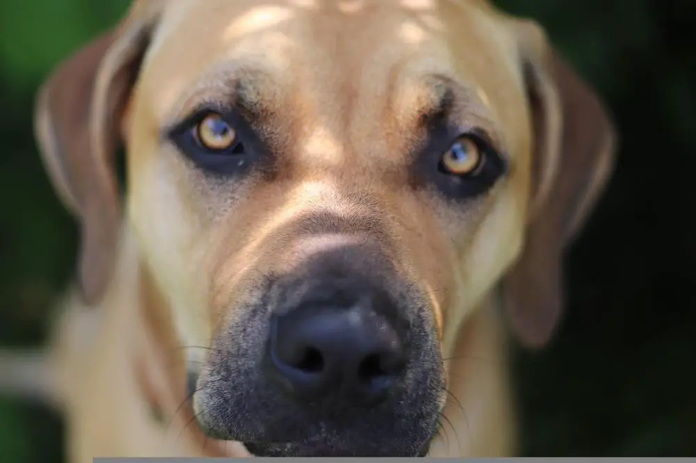 Boerboel