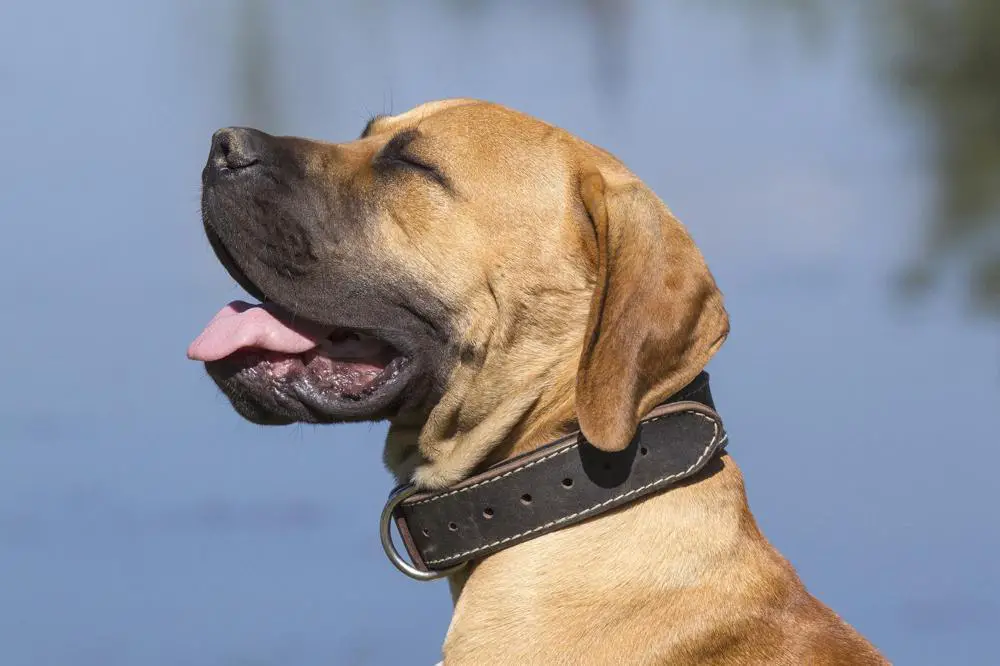 Boerboel