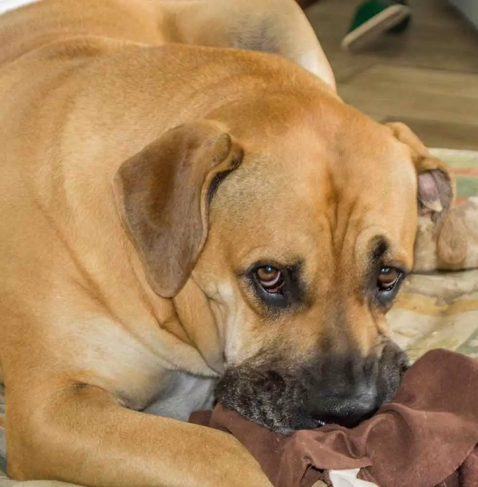 Boerboel