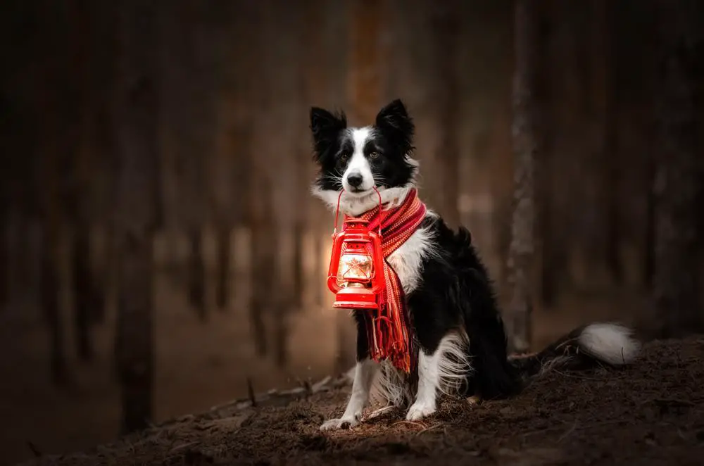 Border Collie