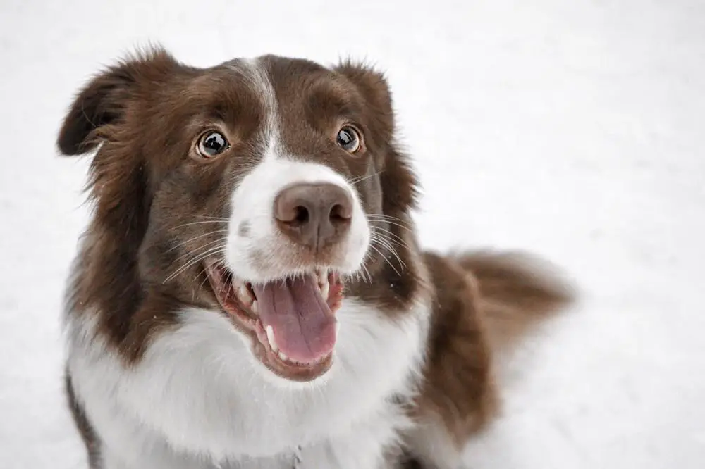 Border Collie