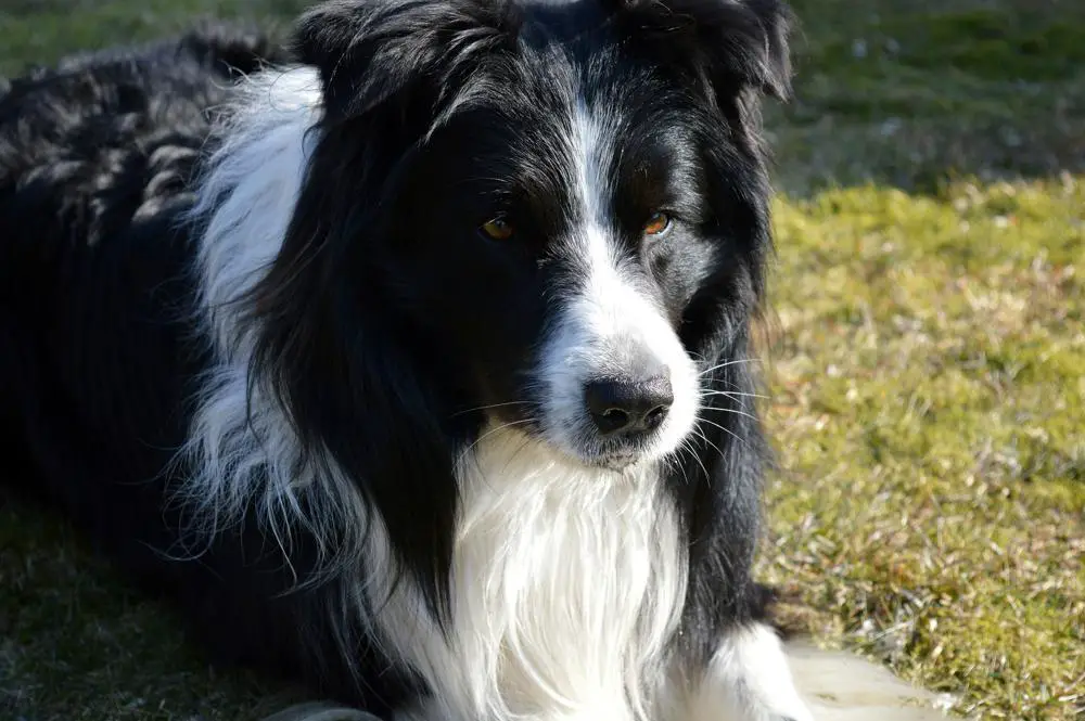 Border Collie