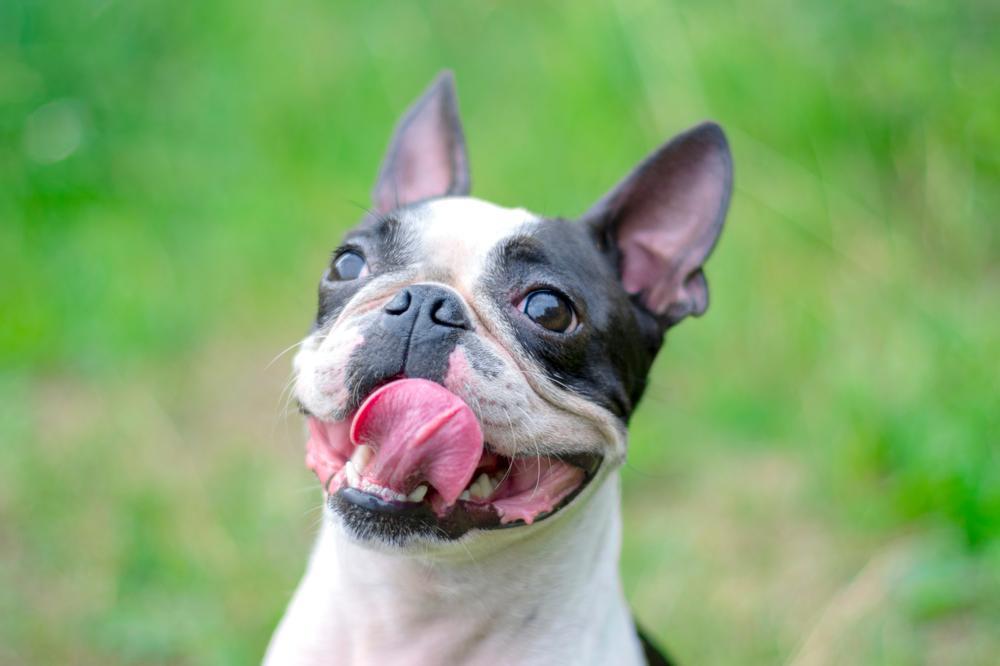 Boston Terrier