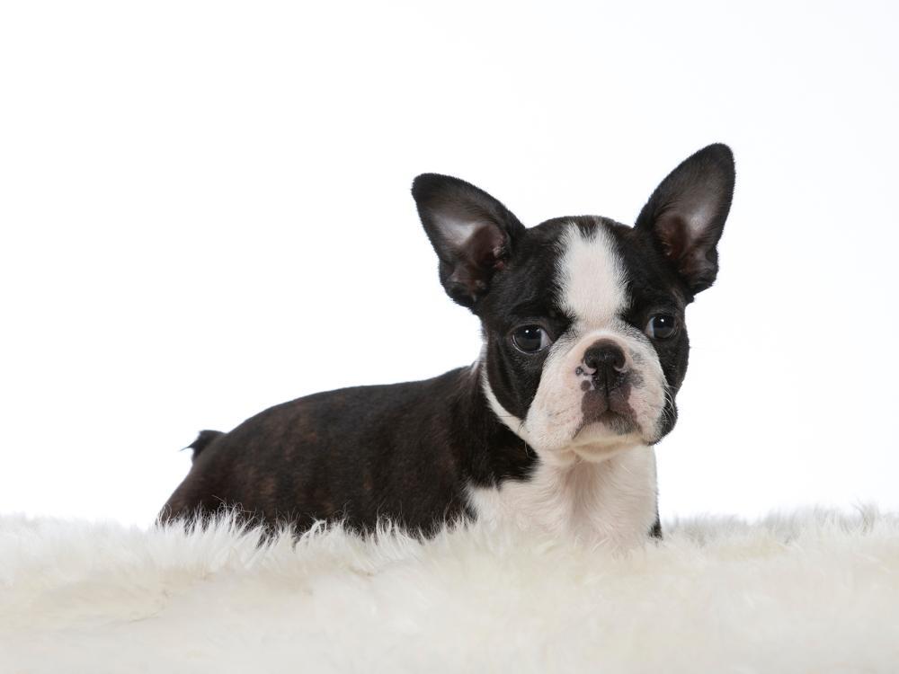 Boston Terrier