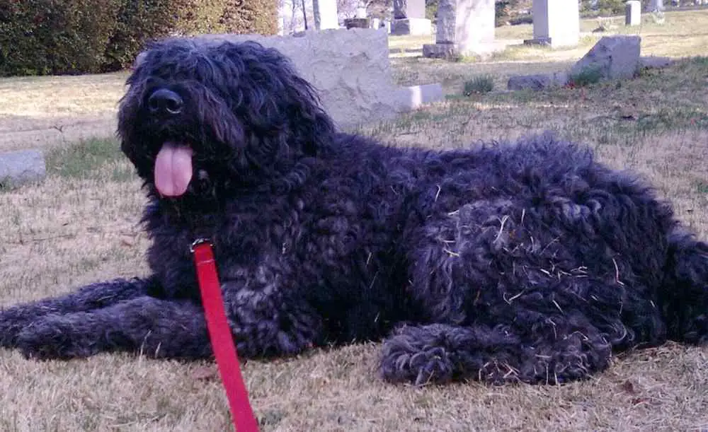 Bouvier des Flandres