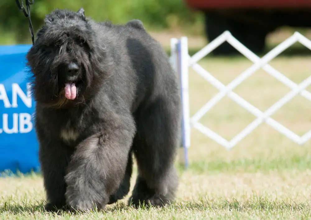 Bouvier des Flandres