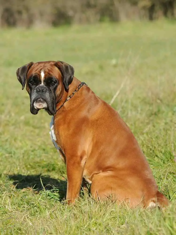 Dog Breeds Similar to the French Bulldog
