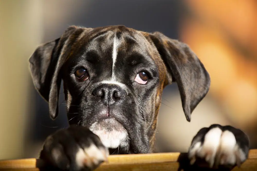 How Many Puppies Do Boxers Have? Calculator for Predicting Boxer Litter ...