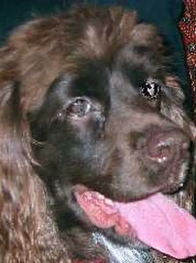 Boykin Spaniel