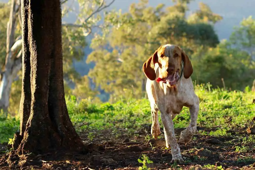 Bracco Italiano