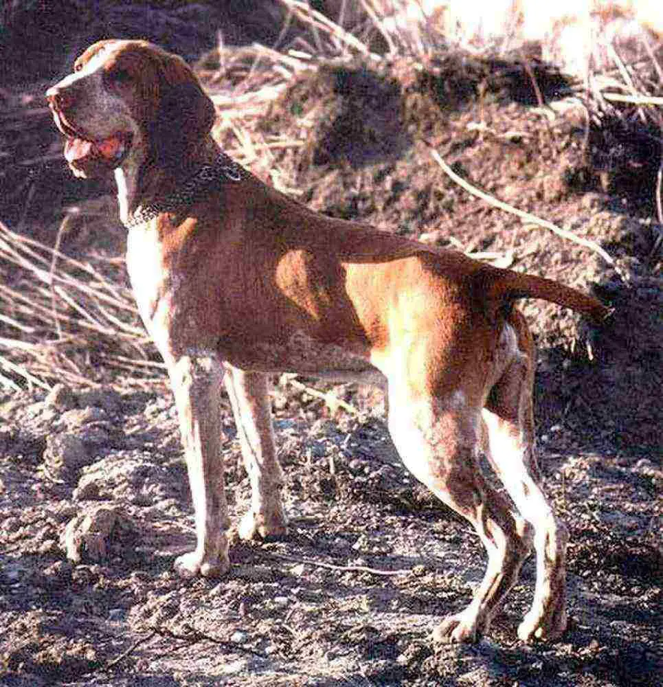 Bracco Italiano