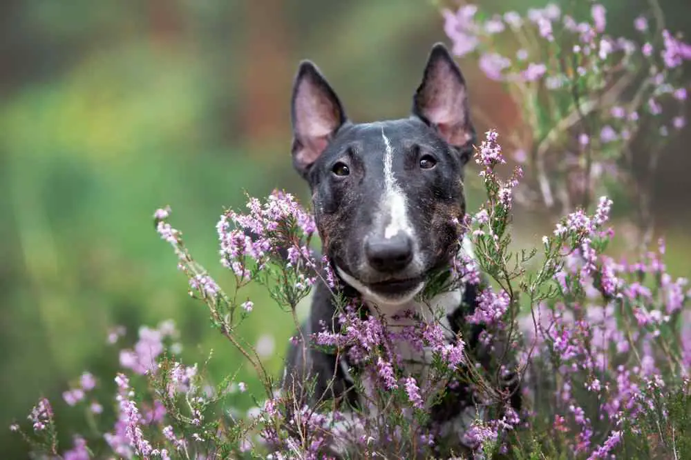 Bull Terrier