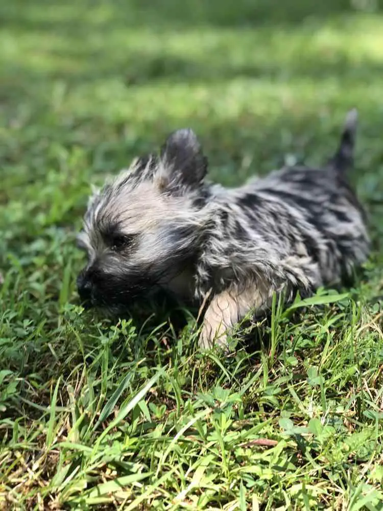 Cairn Terrier