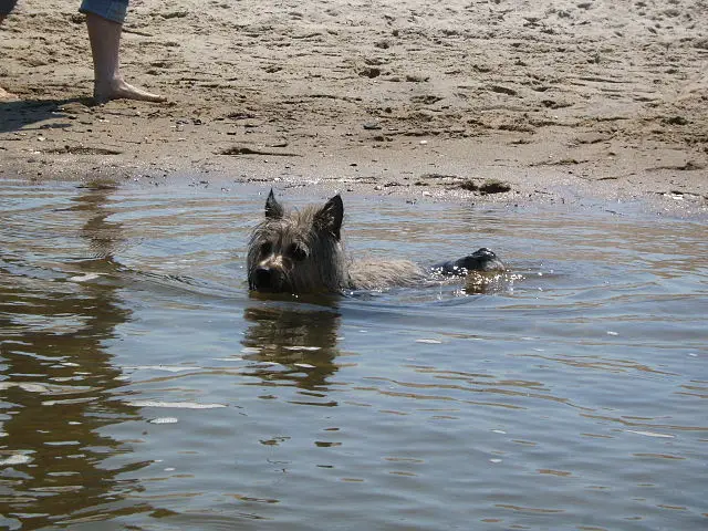 Cairn Terrier