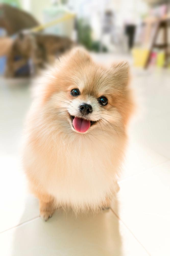 How to Travel with Pomeranian on an Airplane (Travel Crate Size Calculator)