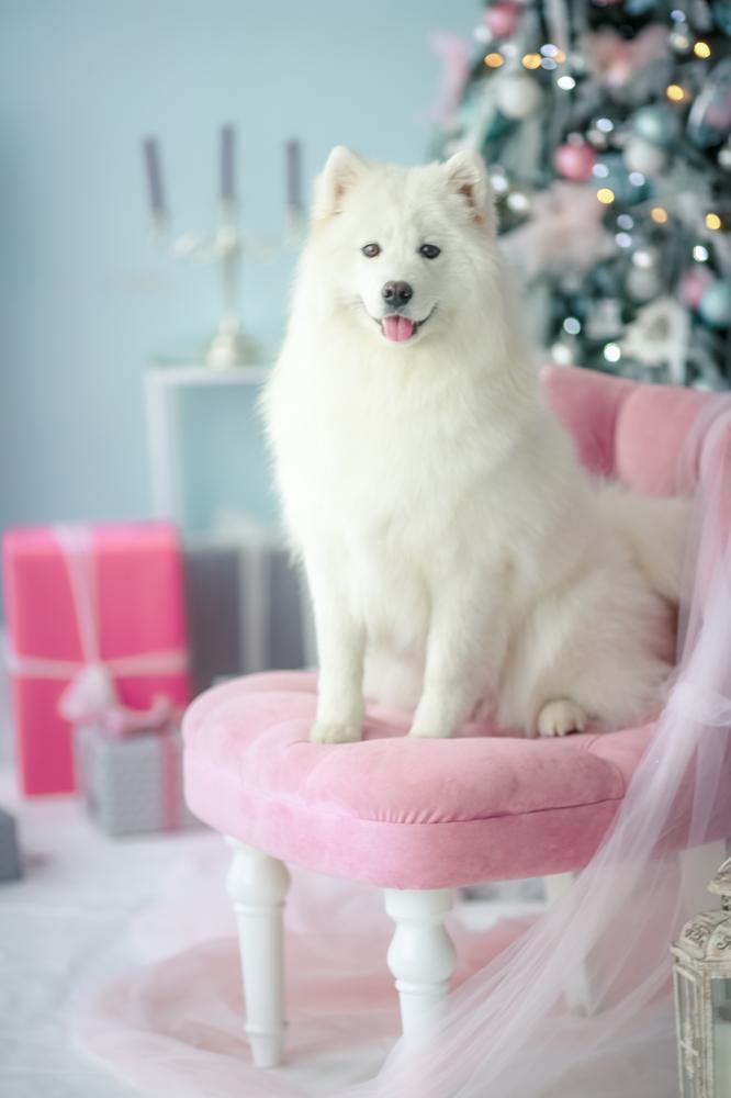 how-to-travel-with-samoyed-on-an-airplane-travel-crate-size-calculator